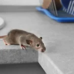 health risks posed by mice