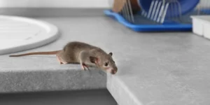 health risks posed by mice