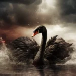 Black swan events